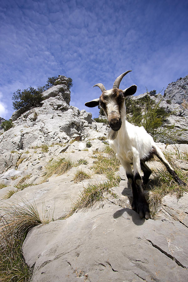 Goat Photograph by Andre Goncalves