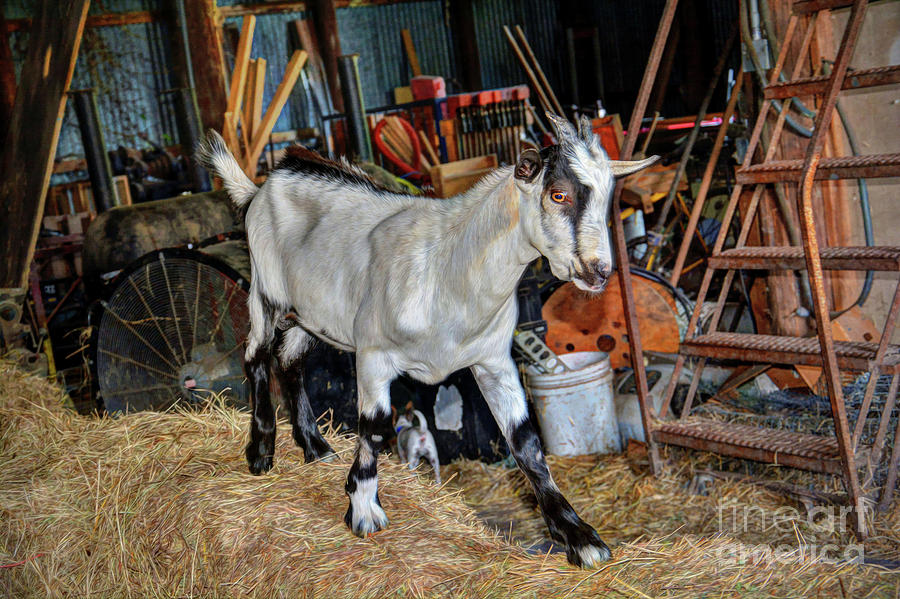 Goat at the Barn Photograph by Savannah Gibbs