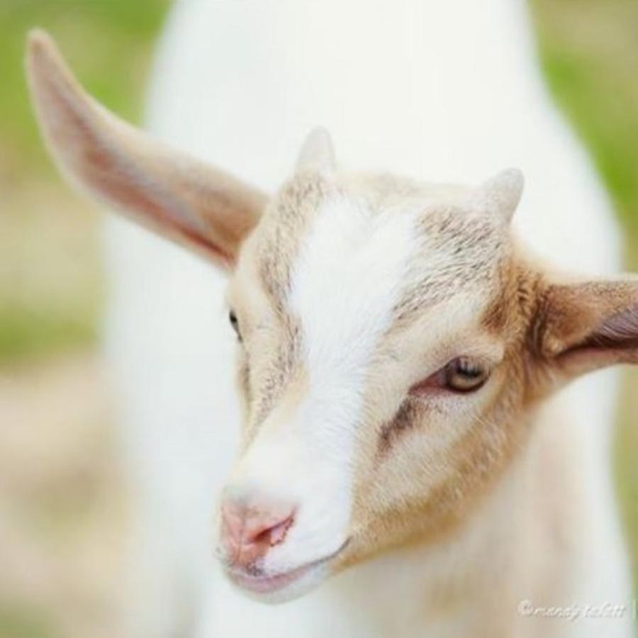 Spring Photograph - #goat #baby #tierkinder #spring by Mandy Tabatt