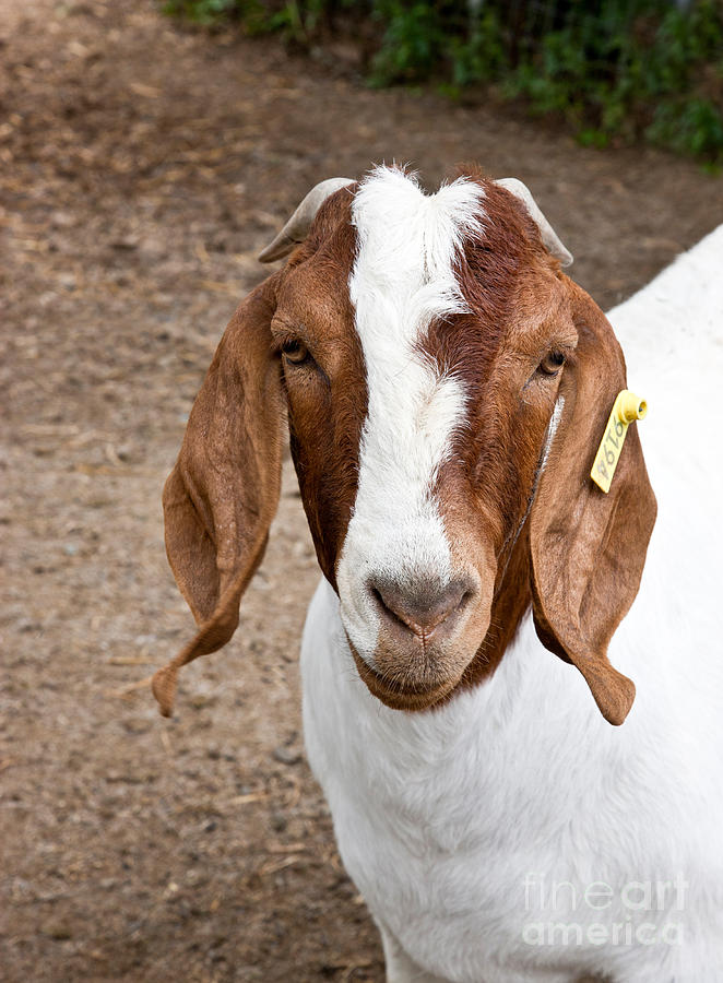 Goat Boer Photograph by Inga Spence