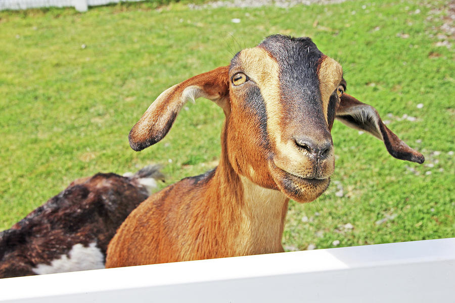 Goat Brown Nubian 2 6242018 goat 2416.jpg Photograph by David Frederick