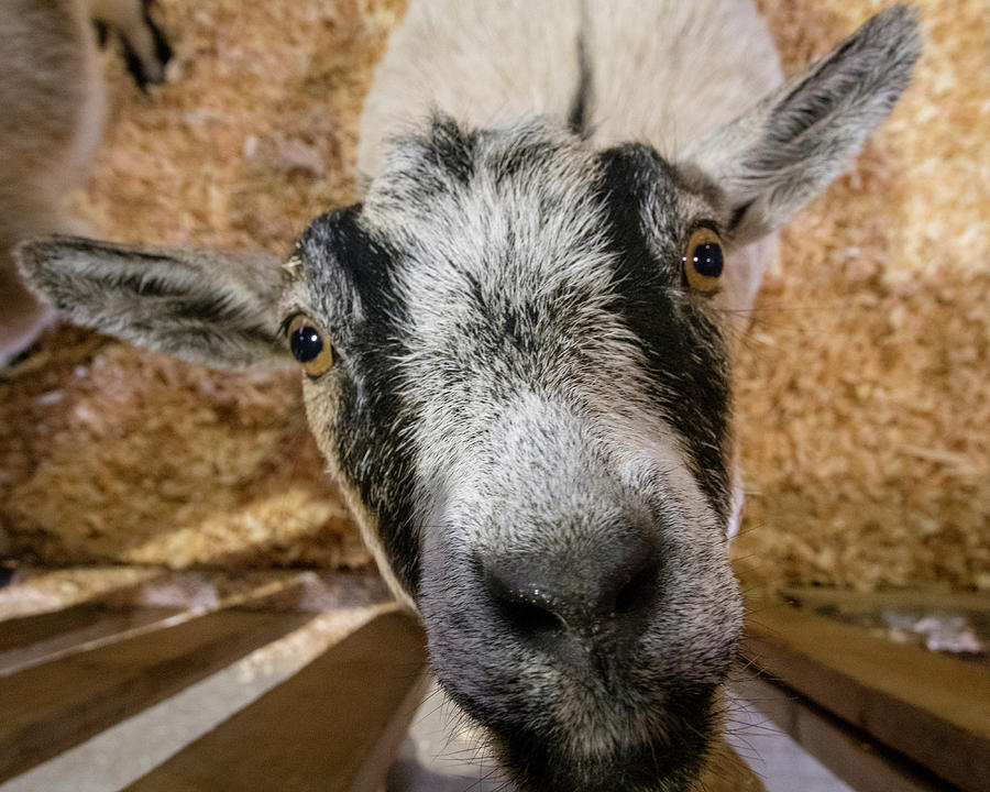 Goat Photograph by Catherine Avilez