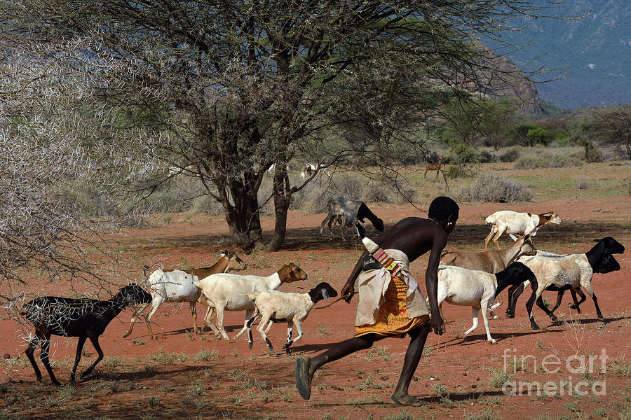 Goat Chase Photograph by Morris Keyonzo