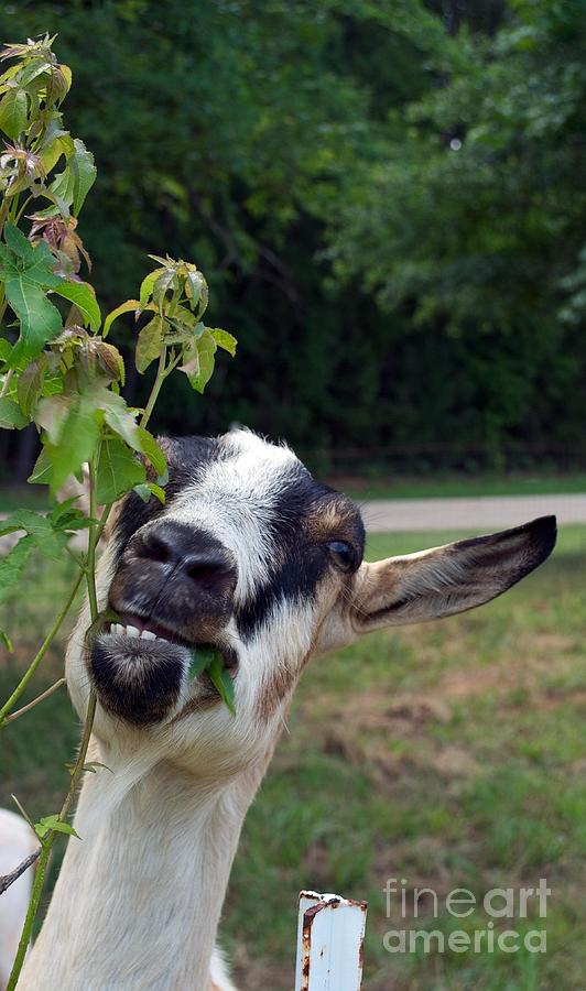 Goat Cheese Photograph by Skip Willits