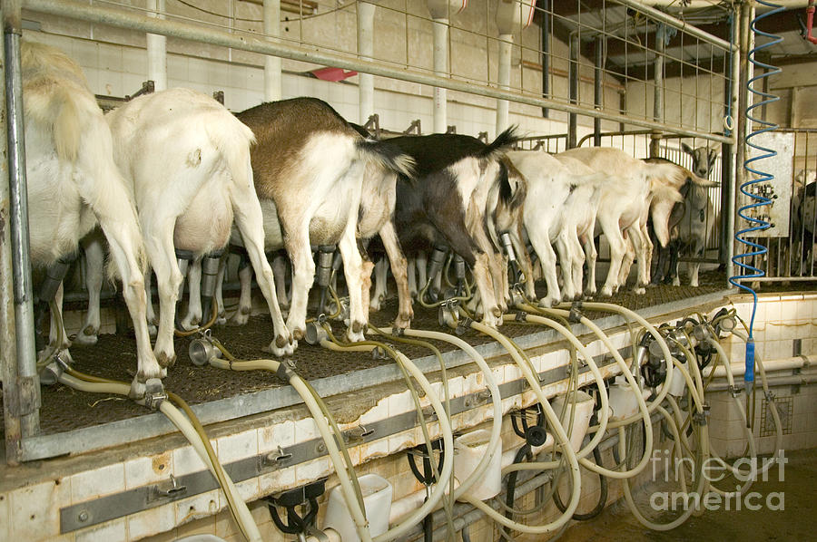 Goat Dairy Farm Photograph by Inga Spence