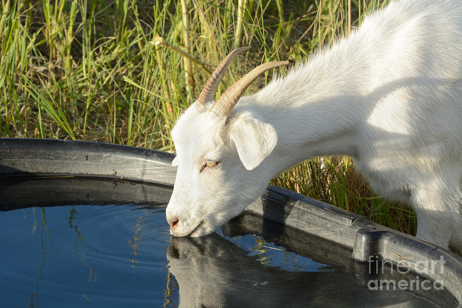 Summer Photograph - Goat drinking water from tub by Merrimon Crawford