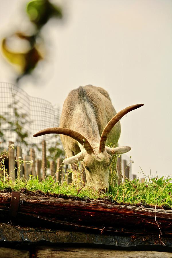 Goat eating Grass on the Roof Photograph by Brian Sereda