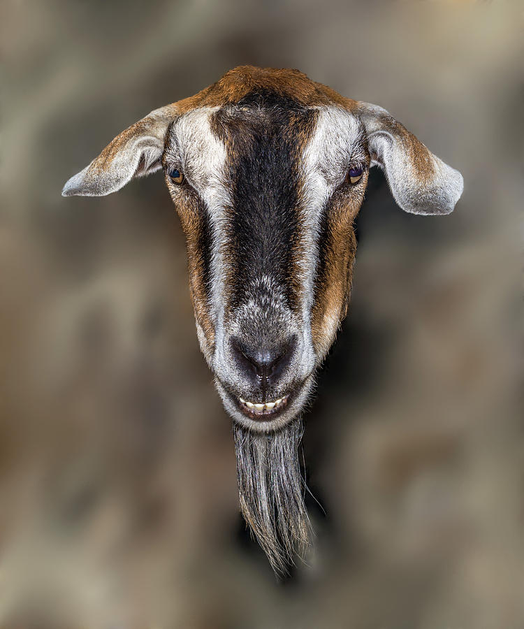 Animal Digital Art - Goat Face by Marv Vandehey