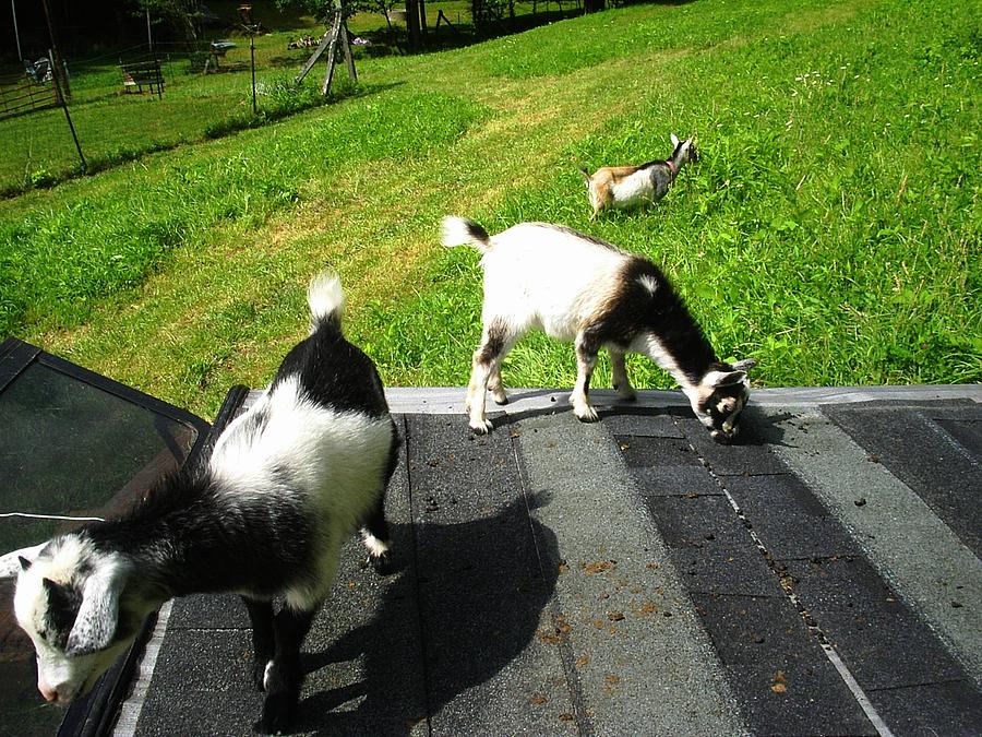 Goat Family Photograph by Scarlett Royale