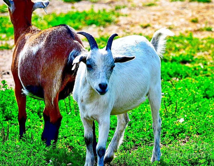 Goat Friends Photograph by Becky Kurth