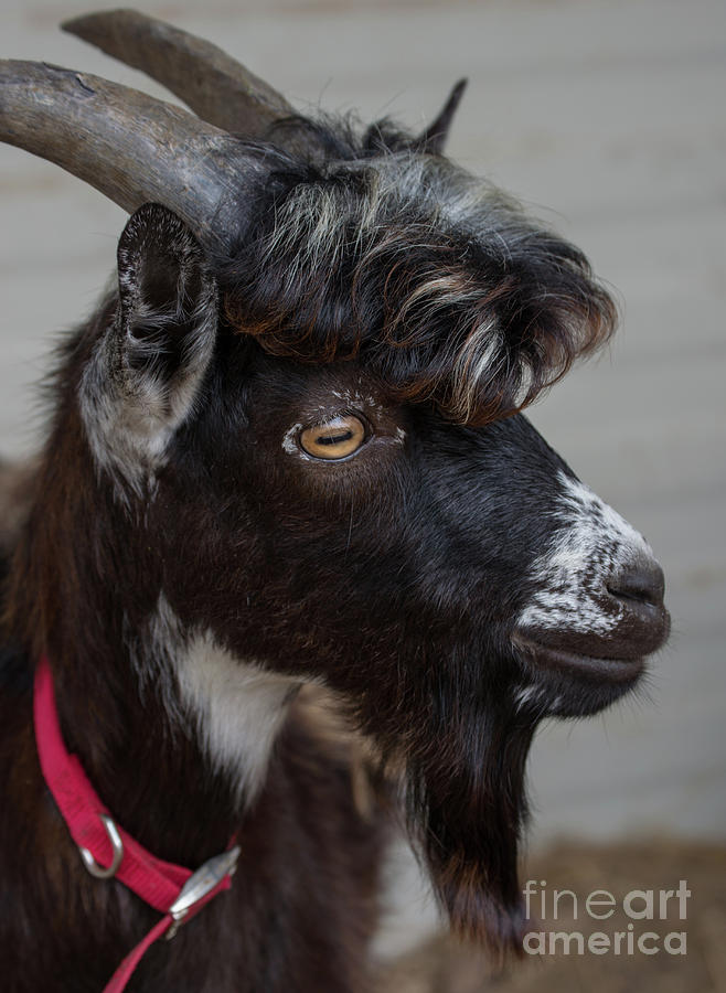 Goat Goatee Photograph