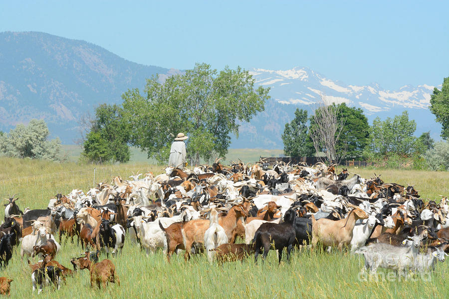 Goat herd in field below mountains Photograph by Merrimon Crawford - Pixels