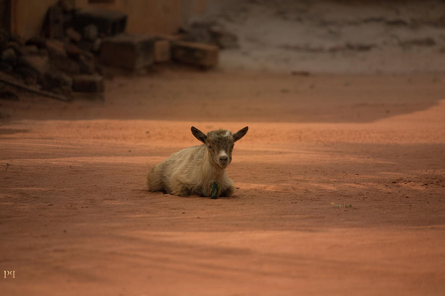 Goat In Kouve Photograph
