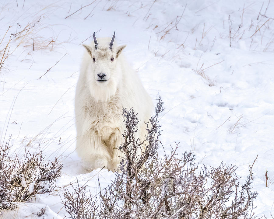 Goat In The Winter Glow Photograph by Yeates Photography