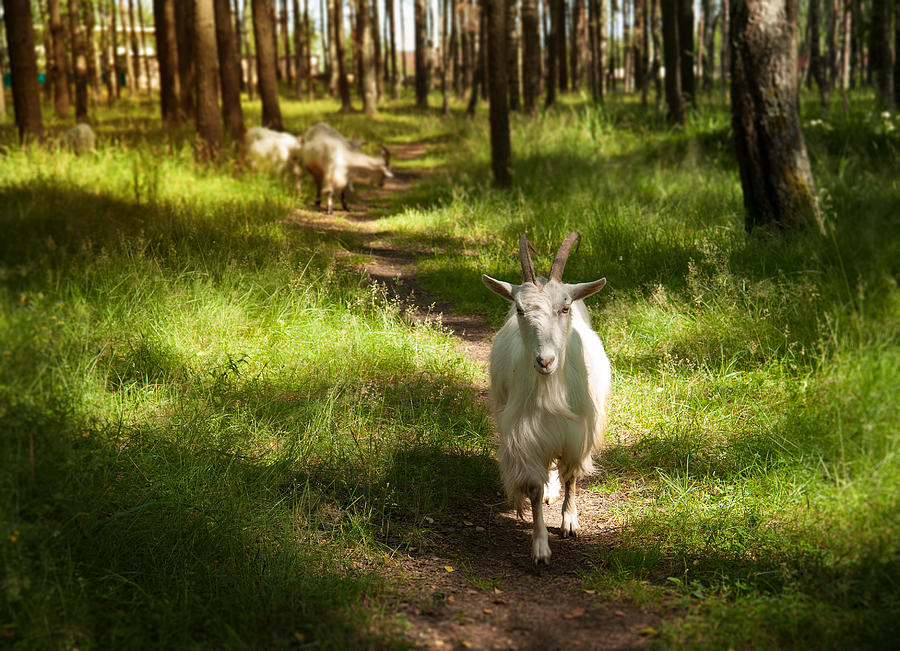 Goat In The Woods. Photograph