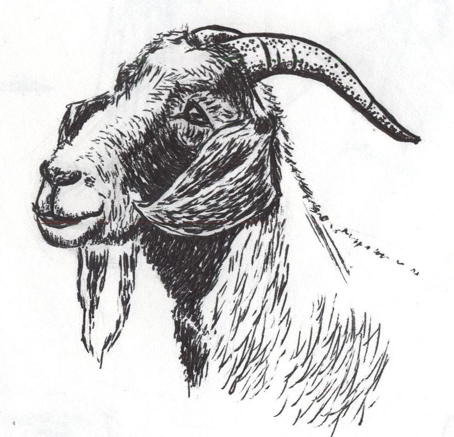 Goat Ink Drawing Drawing by Adrian Wint