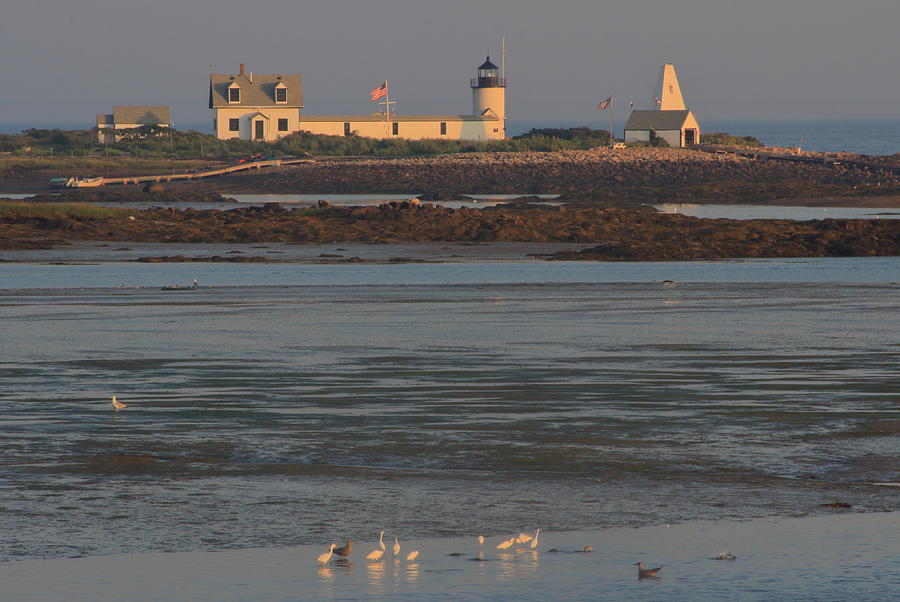 Goat Island Lighthouse and Egrets at Low Tide Photograph by John Burk