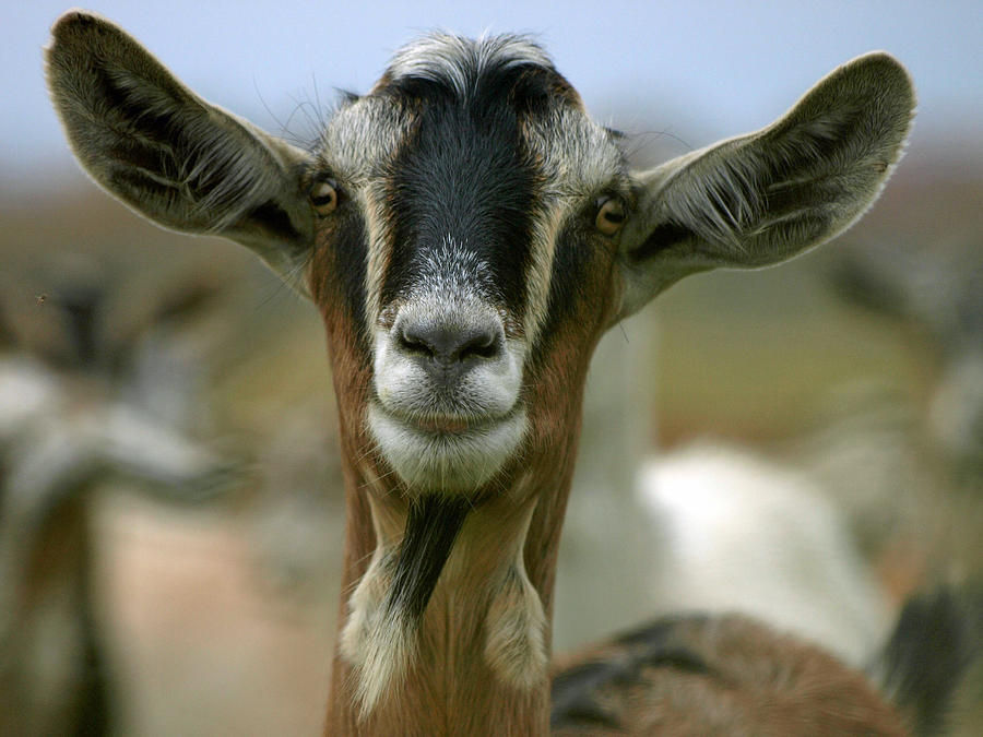 Goat Photograph by James Peterson