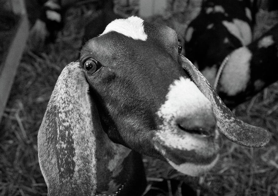Goat by Jenny Mead Goat by Jenny Mead