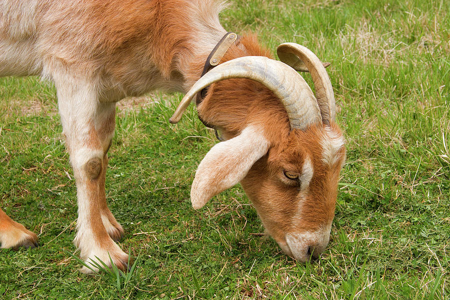 Goat Photograph by Jill Lang