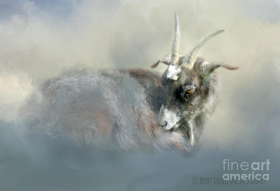 Goat Photograph by Kathy Russell