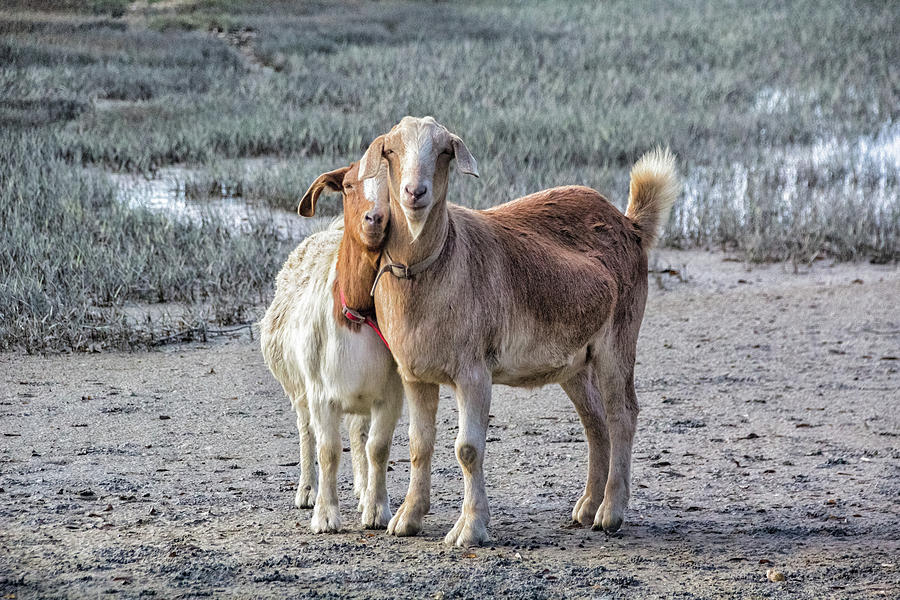 Goat Love Photograph by Christine MartinLizzul Fine Art America