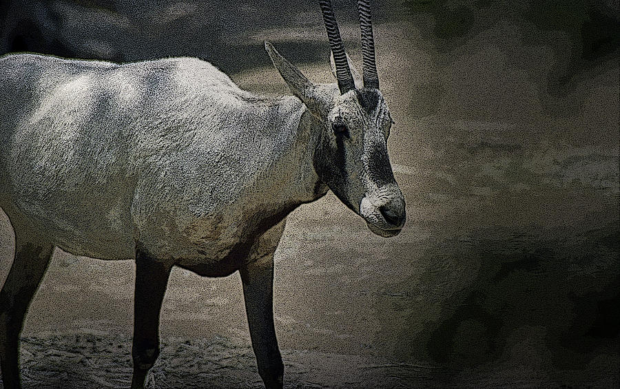 Goat by Maria Reverberi Goat by Maria Reverberi