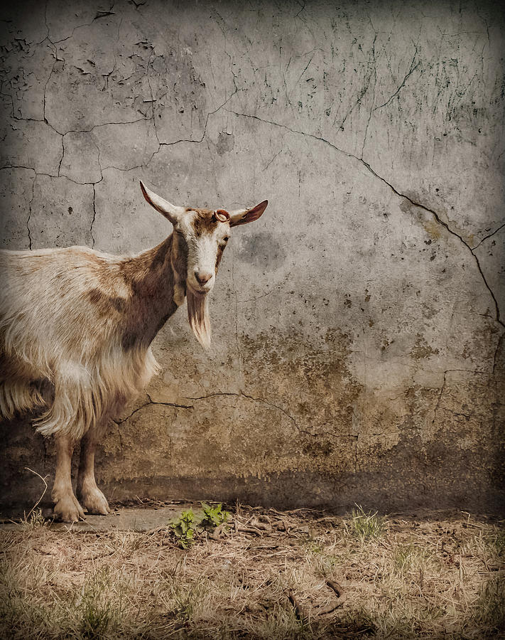 London, England - Goat Photograph by Mark Forte