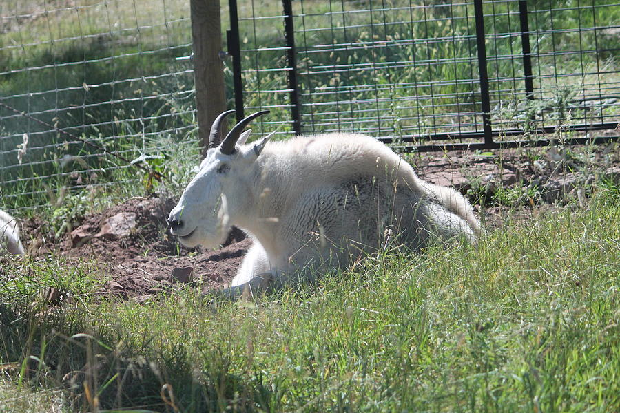 Mountain Goat Digital Art by Minnie Davis - Fine Art America