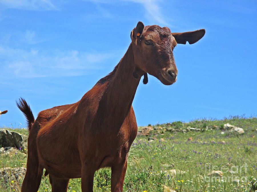 Goat near Mijas Photograph by Chani Demuijlder