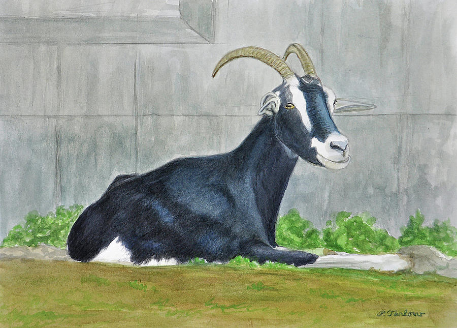 Goat on the Farm Painting by Phyllis Tarlow Fine Art America
