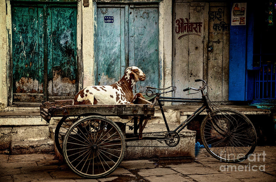 Goat on Wheels Photograph by Valerie Rosen