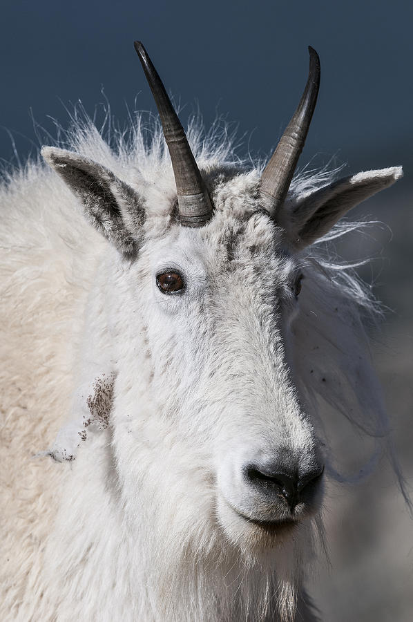 Goat Portrait Photograph by Gary Lengyel