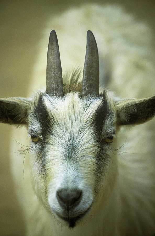 Goat Photograph by Robert Potts