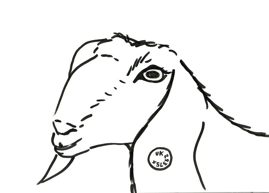 Farm Drawing - Goat by Ruth Ferrier