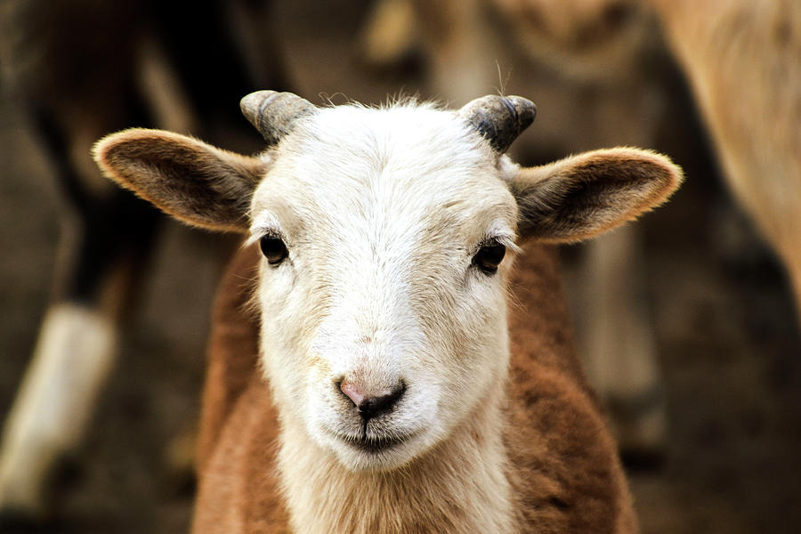 Nature Photograph - Goat by Sandi Kroll