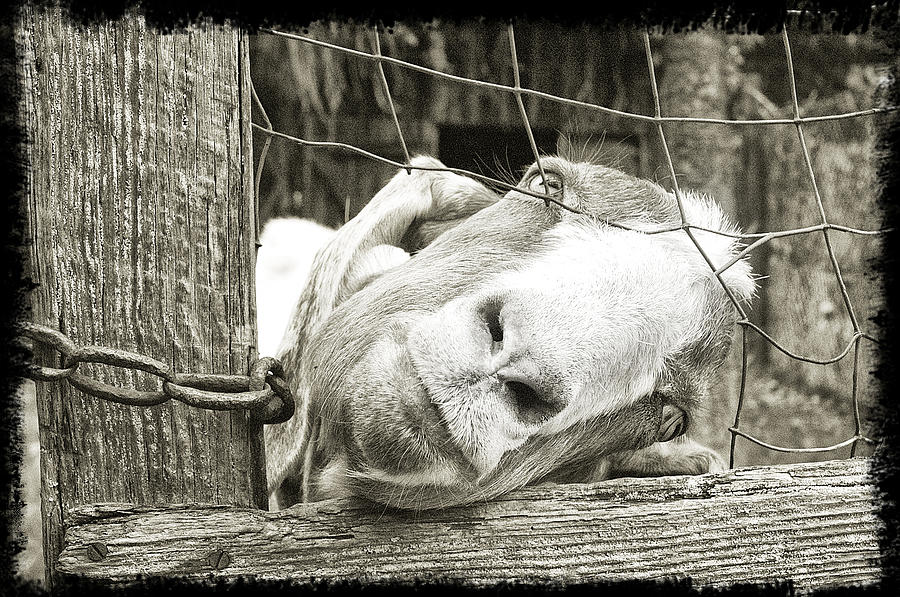 Goat Photograph - Goat Stare by Scott Hansen