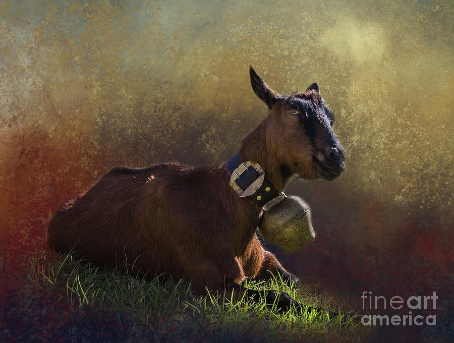 Goat Sunbathing Photograph by Eva Lechner