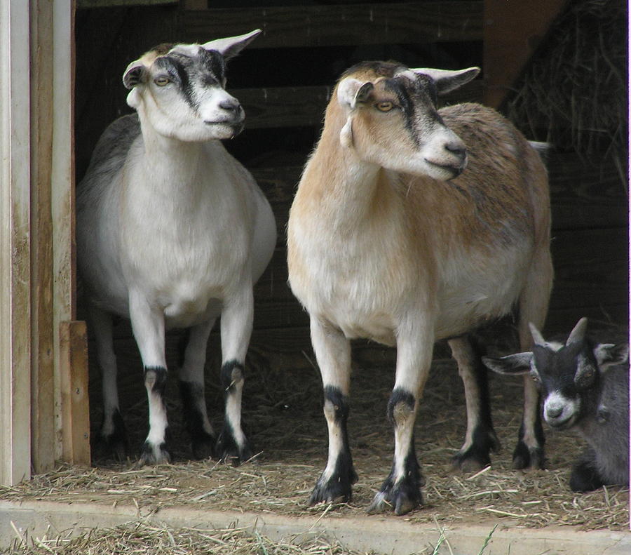 Goat Trio Photograph by Jeanette Oberholtzer