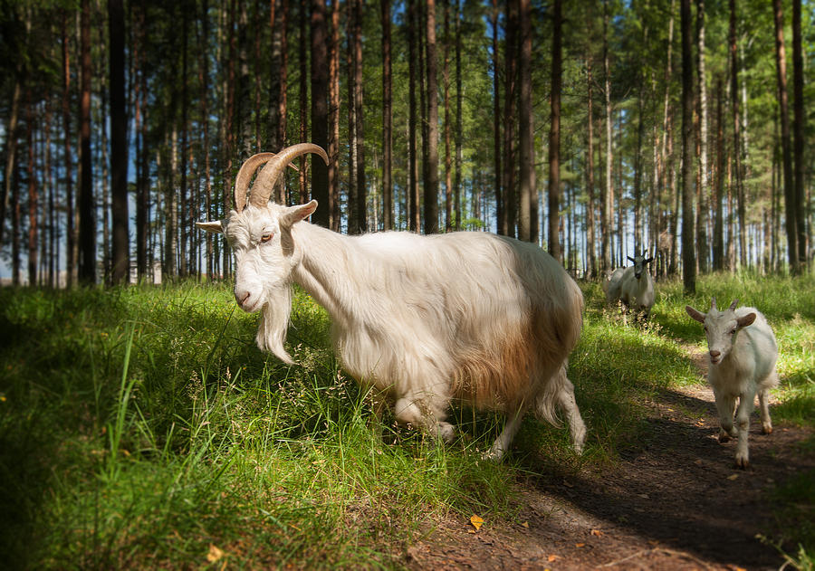 Goat  Walks In The Woods Photograph