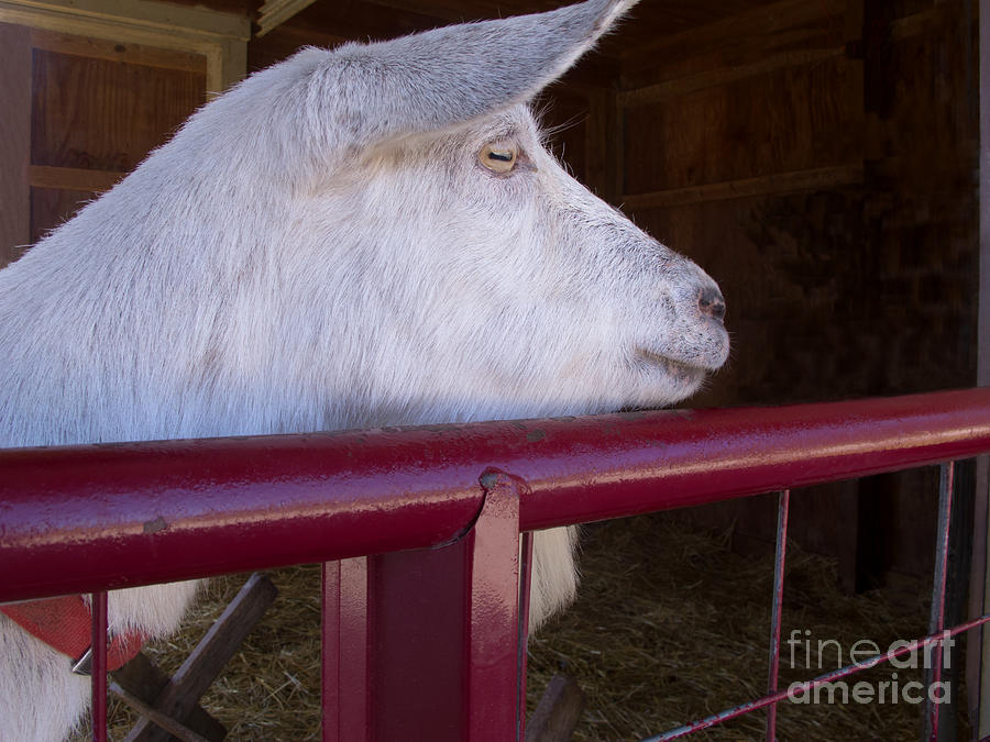 Goat Watching Photograph by Ann Horn