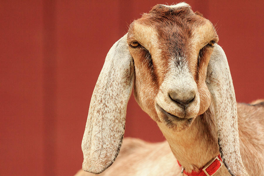 Goat With an Attitude Photograph by Joni Eskridge