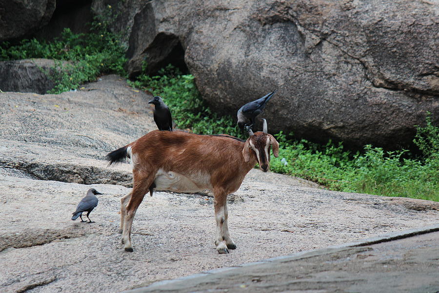Goat with Crows, Mahabalipuram Photograph by Jennifer Mazzucco
