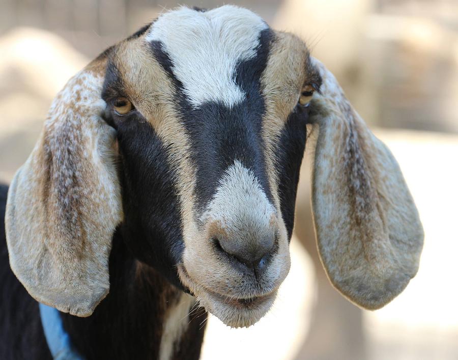 Goat with Long Ears Photograph by Gary Canant - Fine Art America