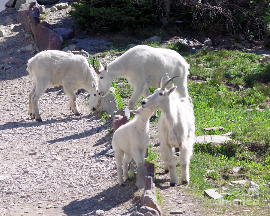 Goats Along The Path Photograph