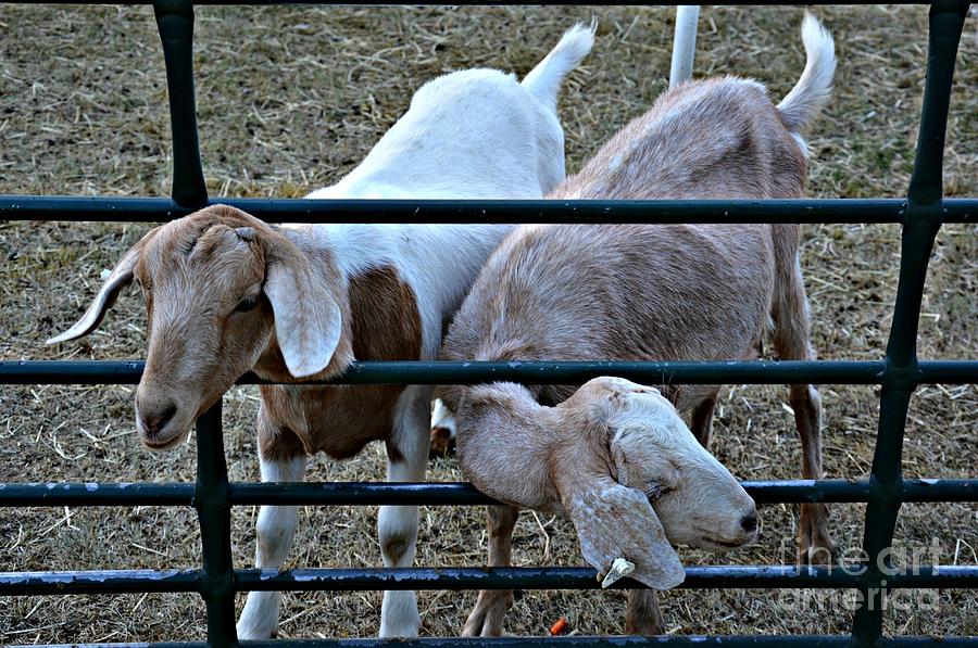 Goats Photograph