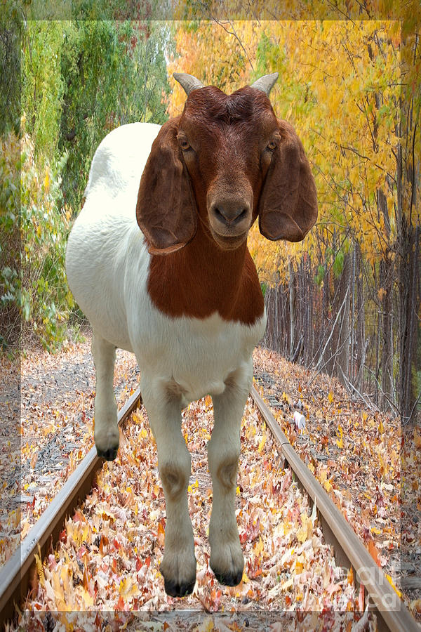 Farm Animals Photograph - Goats are Bigger in Texas by Ella Kaye Dickey