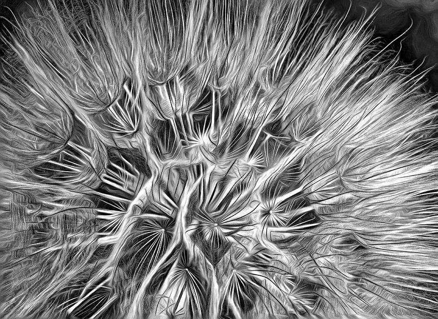 Goats Beard - The Inner Weed 3 - Paint Bw Photograph