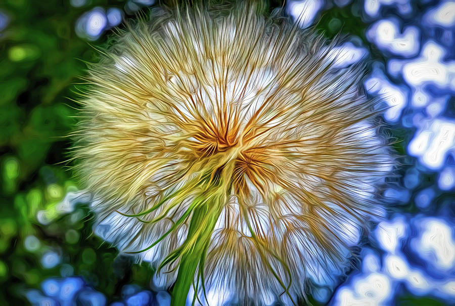 Goats Beard - The Inner Weed 4 - Paint Photograph