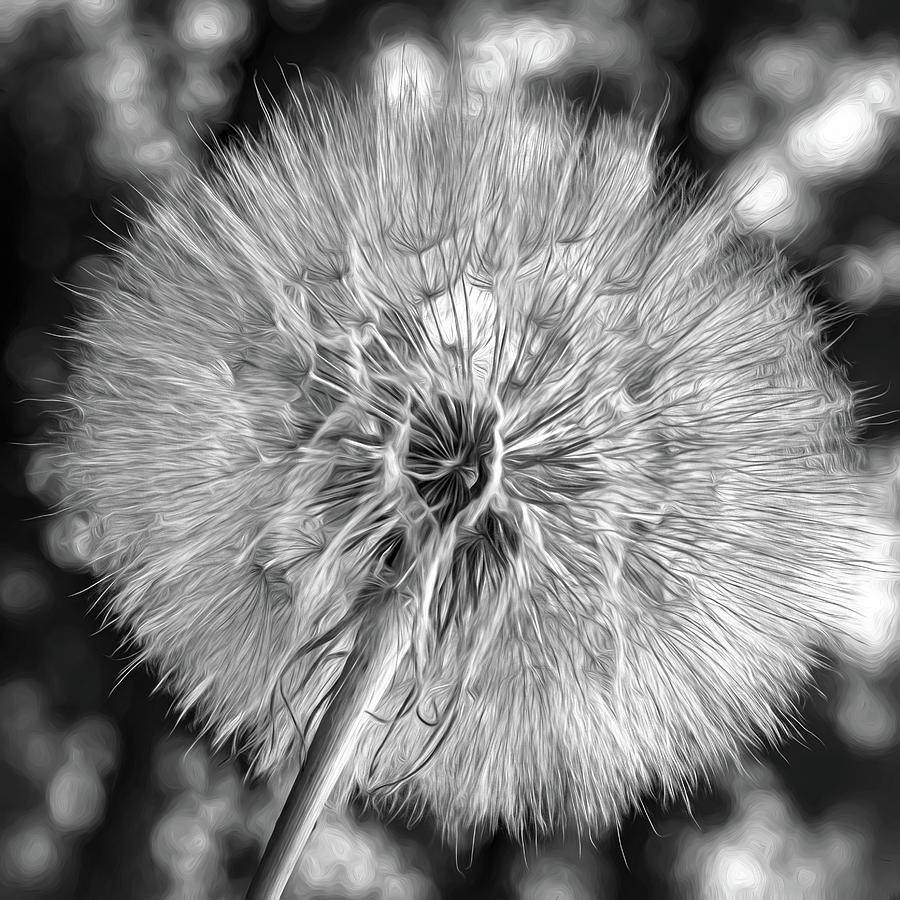 Goats Beard - The Inner Weed - Paint Bw Photograph